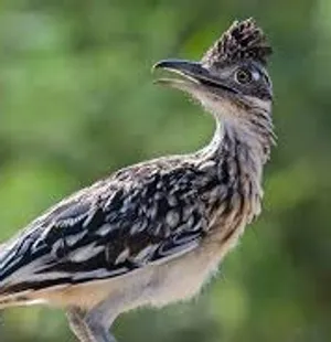 Roadrunners Week 5