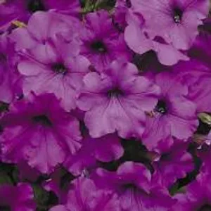 Purple Easy Wave Petunia