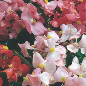 Begonia Green Leaf Mix (June-Frost, Shade)