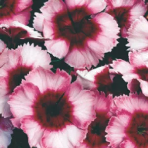 Raspberry Dianthus (April-Frost, Part Shade)
