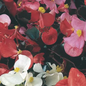 Begonia Bronze Leaf Mix (June-Frost, Shade)