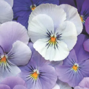 Blue Chill Pansy (May-June, Part Shade)