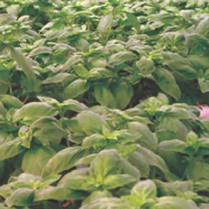 Sweet Basil (June-August, Full Sun/Part Shade)