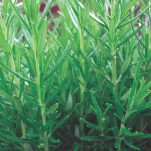 Rosemary (June-August, Full Sun/Part Shade)