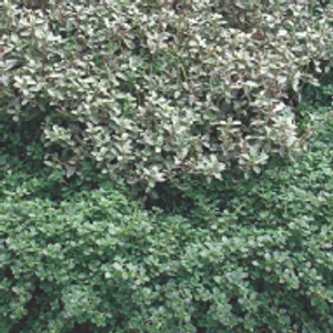 Thyme (June-August, Full Sun/Part Shade)