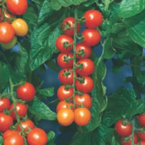 Cherry Tomatoes (August, Full Sun/Part Shade)