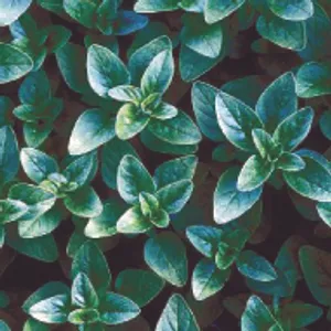 Oregano (June-August, Full Sun/Part Shade)