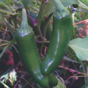 Jalapeno Peppers (August, Full Sun/Part Shade)