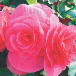 Rose Begonia (June-Frost, Part Shade/Shade)