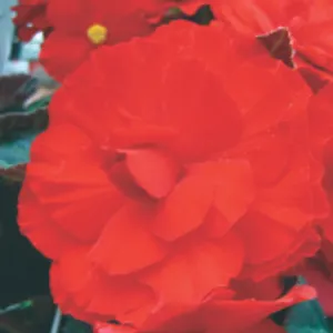 Red Begonia (June-Frost, Part Shade/Shade)