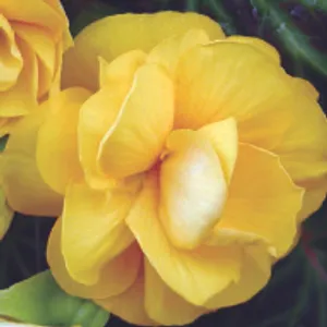 Yellow Begonia (June-Frost, Part Shade/Shade)