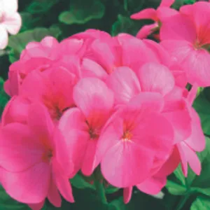 Pink Geranium+Vinca (Freely, Full Sun/Part Shade)