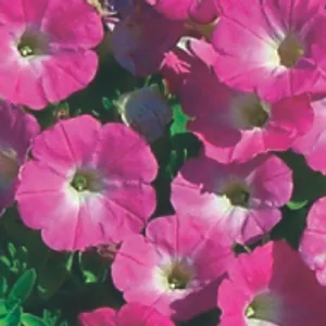 Pink Petunia (May-Frost, Full Sun/Part Shade)