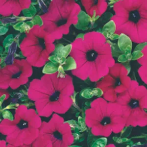 Purple Petunia (May-Frost, Full Sun/Part Shade)