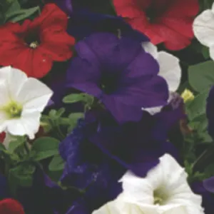 RWB Petunia Mix (May-Frost, Full Sun/Part Shade)