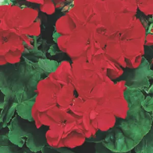 Red Geranium+Vinca (Freely, Full Sun/Part Shade)