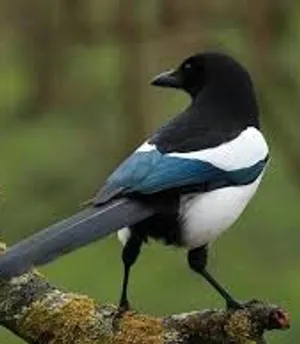 Magpies Week 5