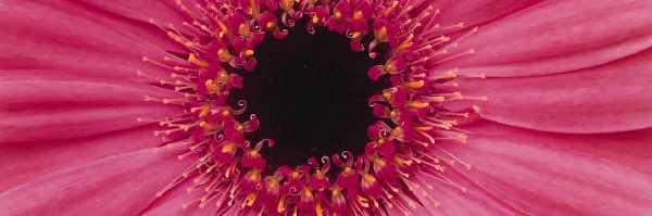 Flower Sale Example banner
