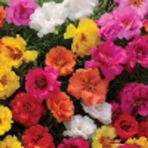 Mixed Portulaca