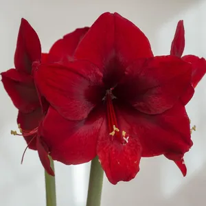 Grand Diva - New This Year!