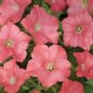 Bermuda Beach Coral Easy Wave Petunia