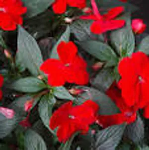 Red Impatiens