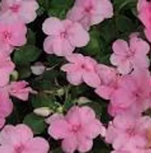 Pink Impatiens