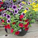 12" Round Planter