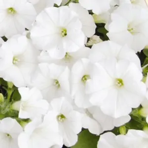 White Easy Wave Petunia