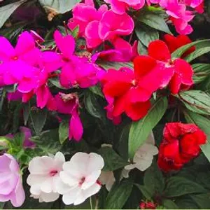 Mixed Impatiens