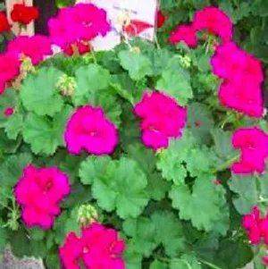 Pink Ivy Geraniums