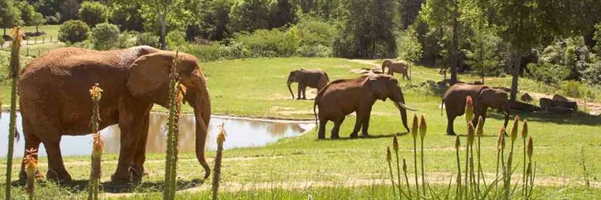 Snoring Safari banner
