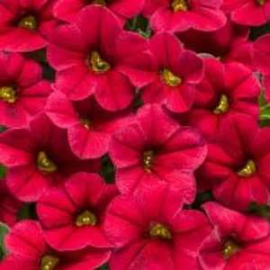 Red Million Bells