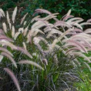 Purple Fountain Grass