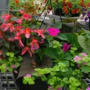 Combination Shade Hanging Basket