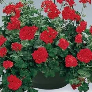 Red Ivy Geraniums