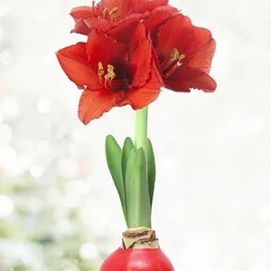 Red Waxed Amaryllis - New This Year!