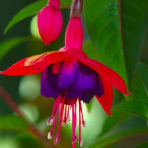 Red / Purple Fuschia