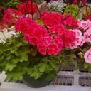 10" Geranium