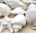 Seashell Craft Night - Rescheduled! Date TBD