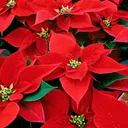 8 inch Poinsettia Plant