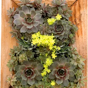 Succulent Cedar Frame (June-Frost, Full Sun/Part Shade)