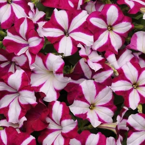 Burgundy Star Easy Wave Petunia
