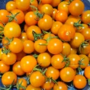 Tomato - 6" pot (2 varieties available)