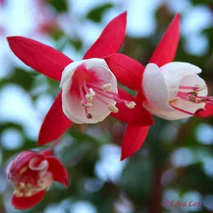 Red / White Fuschia