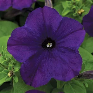 Midnight Blue Easy Wave Petunia