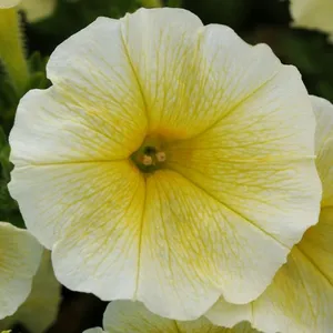 Yellow Easy Wave Petunia