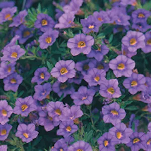 Blue Million Bells
