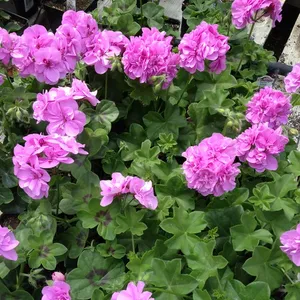 Lavendar Ivy Geraniums 