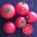 Brandywine Saladette Tomato Plant